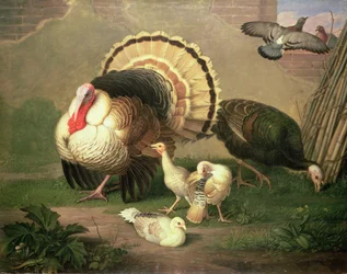 Turkeys